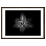 Backyard Flowers In Black And White No 28 Flow Version thumbnail