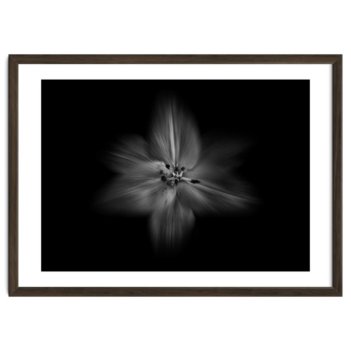 Backyard Flowers In Black And White No 28 Flow Version