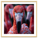 Close Up Of A Flamingo Bird Face, Pink Feathers thumbnail