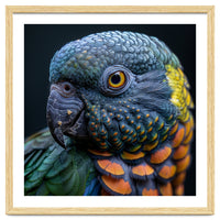 Close Up Portrait Of A Colorful Parrot's Face
