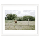Cow in the farm thumbnail