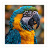 Blue And Yellow Macaw Parrot Close Up Portrait (Print Only) thumbnail