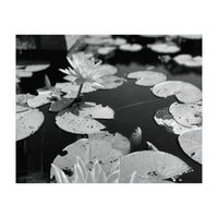 Lotus Pond | Black & White Landscape (Print Only)