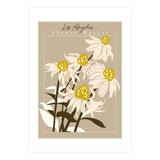 Flower Market Los Angeles Echinacea (Print Only) thumbnail