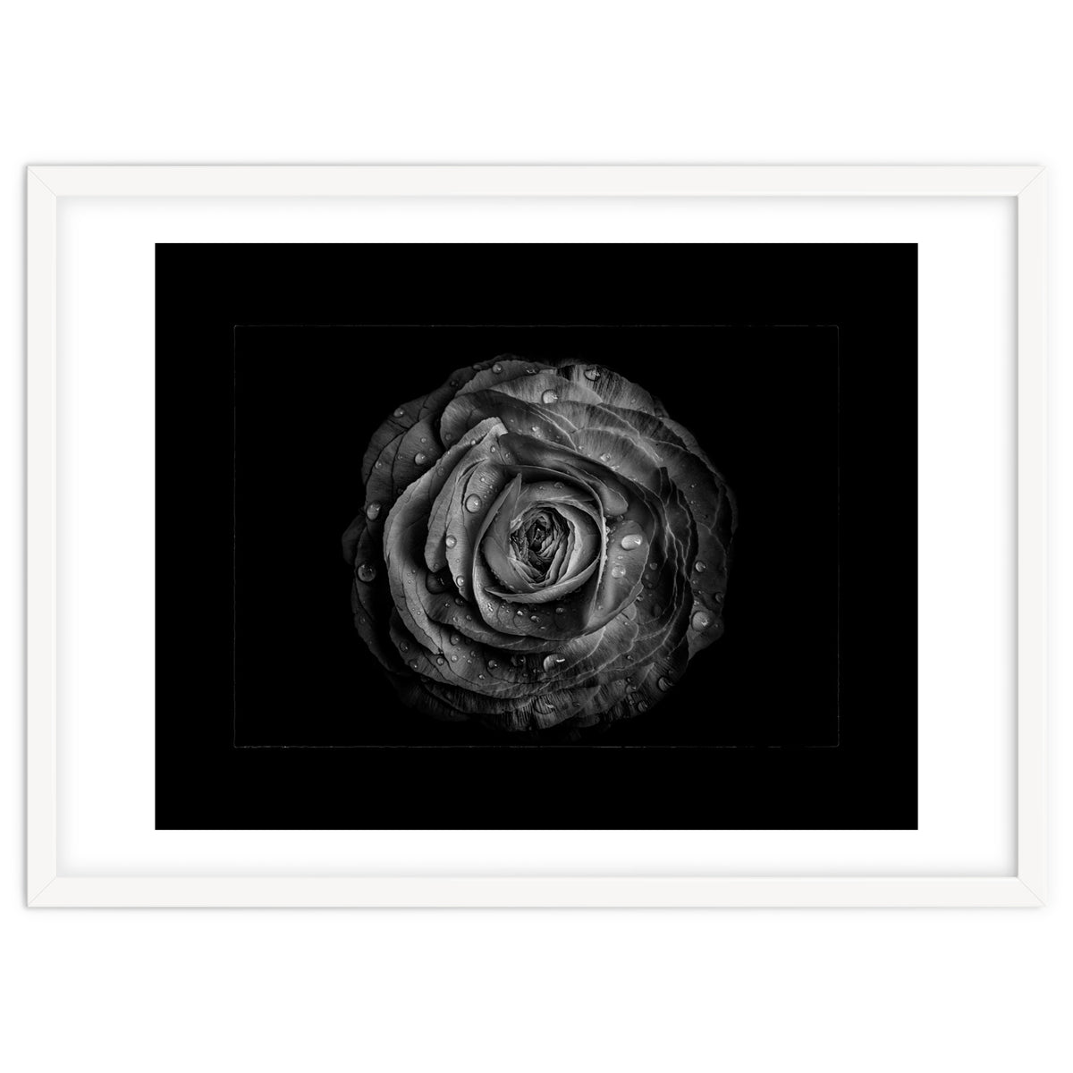 Backyard Flowers In Black And White No 72 with Border