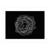 Backyard Flowers In Black And White No 110 (Print Only) thumbnail