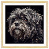 Old Dog 02 thumbnail