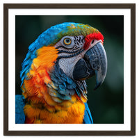 Close Up Of A Colorful Macaw Parrot