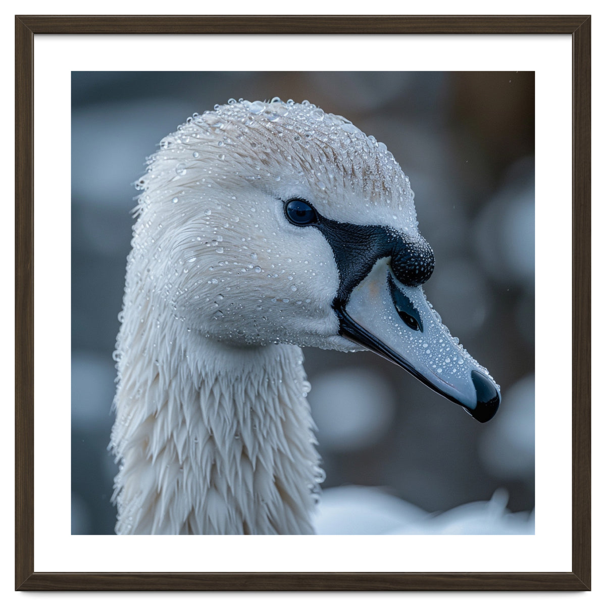 Close Up Of A Swan Head Covered In Water Droplets