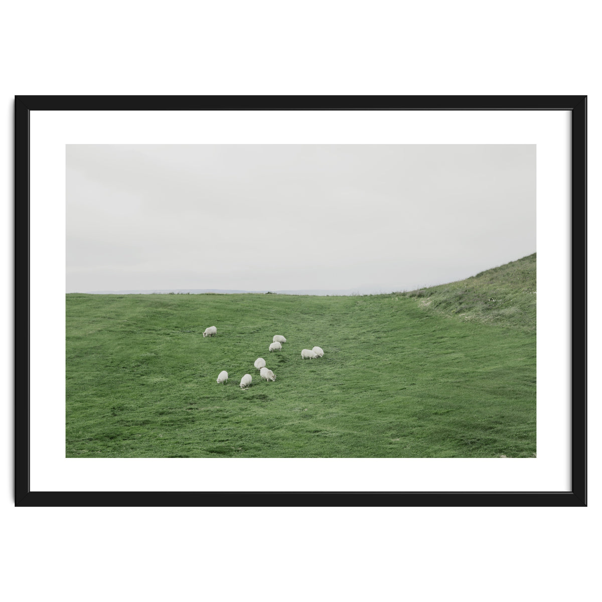 A flock of Sheep in the Green Hill - Iceland