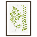 Edward Joseph Lowe – Adiantum Assimile and Adiantum Lunulatum (1856–1860) thumbnail