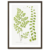 Edward Joseph Lowe – Adiantum Assimile and Adiantum Lunulatum (1856–1860)