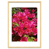 Pink Bougainvillea Flowers thumbnail