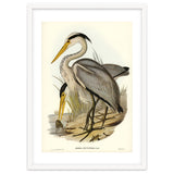 Elizabeth Gould – Great Grey Heron (Ardea leucophaea) | Birds of Australia Illustration thumbnail