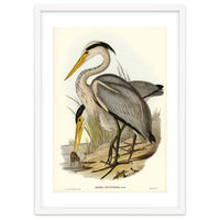 Elizabeth Gould – Great Grey Heron (Ardea leucophaea) | Birds of Australia Illustration