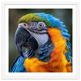 Close Up Portrait Of A Blue And Gold Macaw Parrot thumbnail