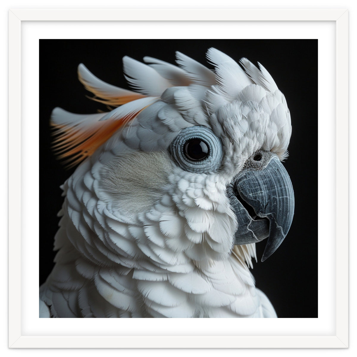 White Cockatoo Parrot With Orange Crest