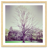 Tree Of Dreams thumbnail