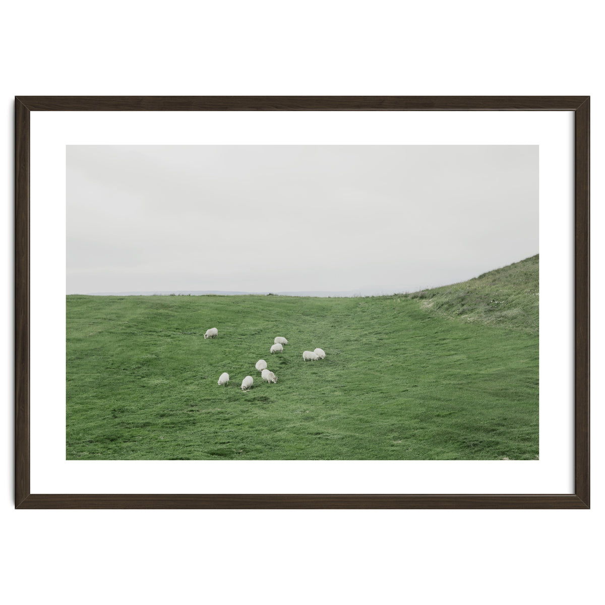 A flock of Sheep in the Green Hill - Iceland