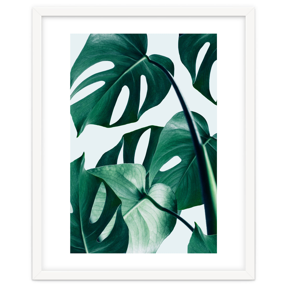 Monstera Tropical Photography Digital Art, Minimal Nature Jungle Botanical Leaves