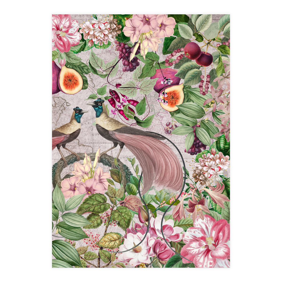 Vintage Birds Of Paradise Jungle  (Print Only)