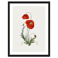 Red Poppy (Hand Drawn Illustration)