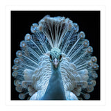Majestic White Peacock Displaying Its Feathers (Print Only) thumbnail