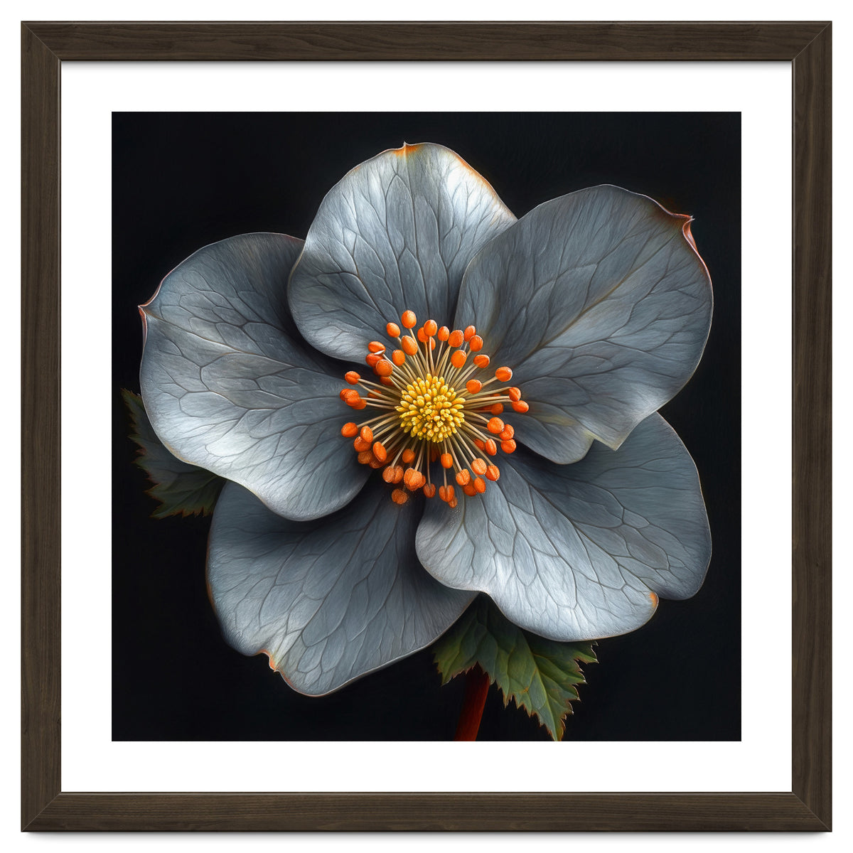Hellebore | Silver Magic