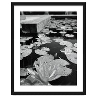 Lotus Pond | Black & White Portrait