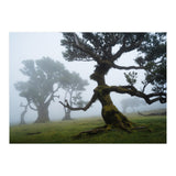 Forest queen (Print Only) thumbnail