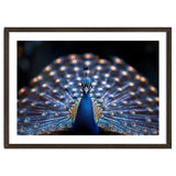 Close Up Peacock Showing Its Beautiful Feathers thumbnail