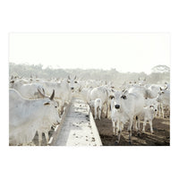 LIVING TOGETHER - WHITE COWS FAMILY (Print Only)