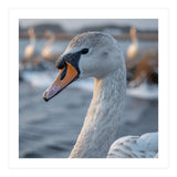 Majestic Swan Portrait In Snowy Waters (Print Only) thumbnail