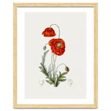 Red Poppy (Hand Drawn Illustration) thumbnail