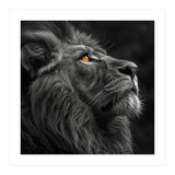 Majestic Lion Face Closeup Golden Eyes Black (Print Only) thumbnail