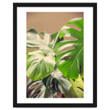 Monstera Mix thumbnail