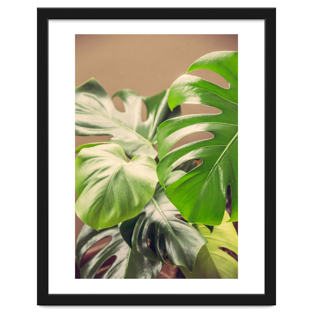 Monstera Mix