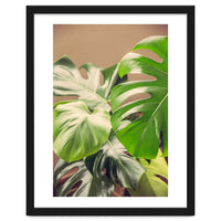 Monstera Mix