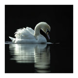 Elegant Swan Floating Gracefully On Dark Water (Print Only) thumbnail
