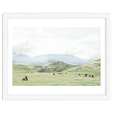 Relaxing horses on a sunny day calm field - Iceland thumbnail