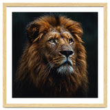 Majestic Lion Portrait In Gentle Rain thumbnail