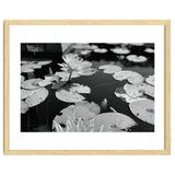 Lotus Pond | Black & White Landscape thumbnail