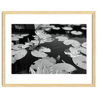 Lotus Pond | Black & White Landscape