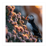 Puffin Bird On Rocks Near Pink Flowers At Sunset (Print Only) thumbnail