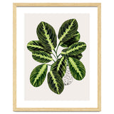Maranta Plant thumbnail