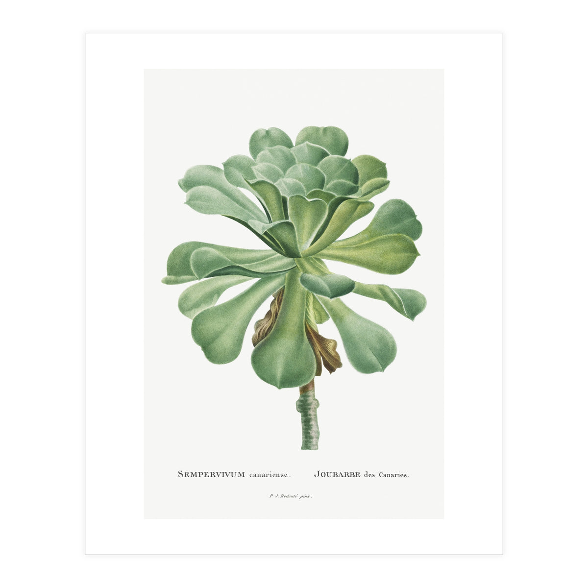 Pierre-Joseph Redouté – Sempervivum Canariense (1799) (Print Only)