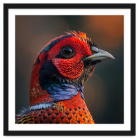 Close Up Pheasant Bird