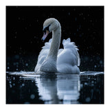 Majestic Swan Swimming In Dark Water (Print Only) thumbnail