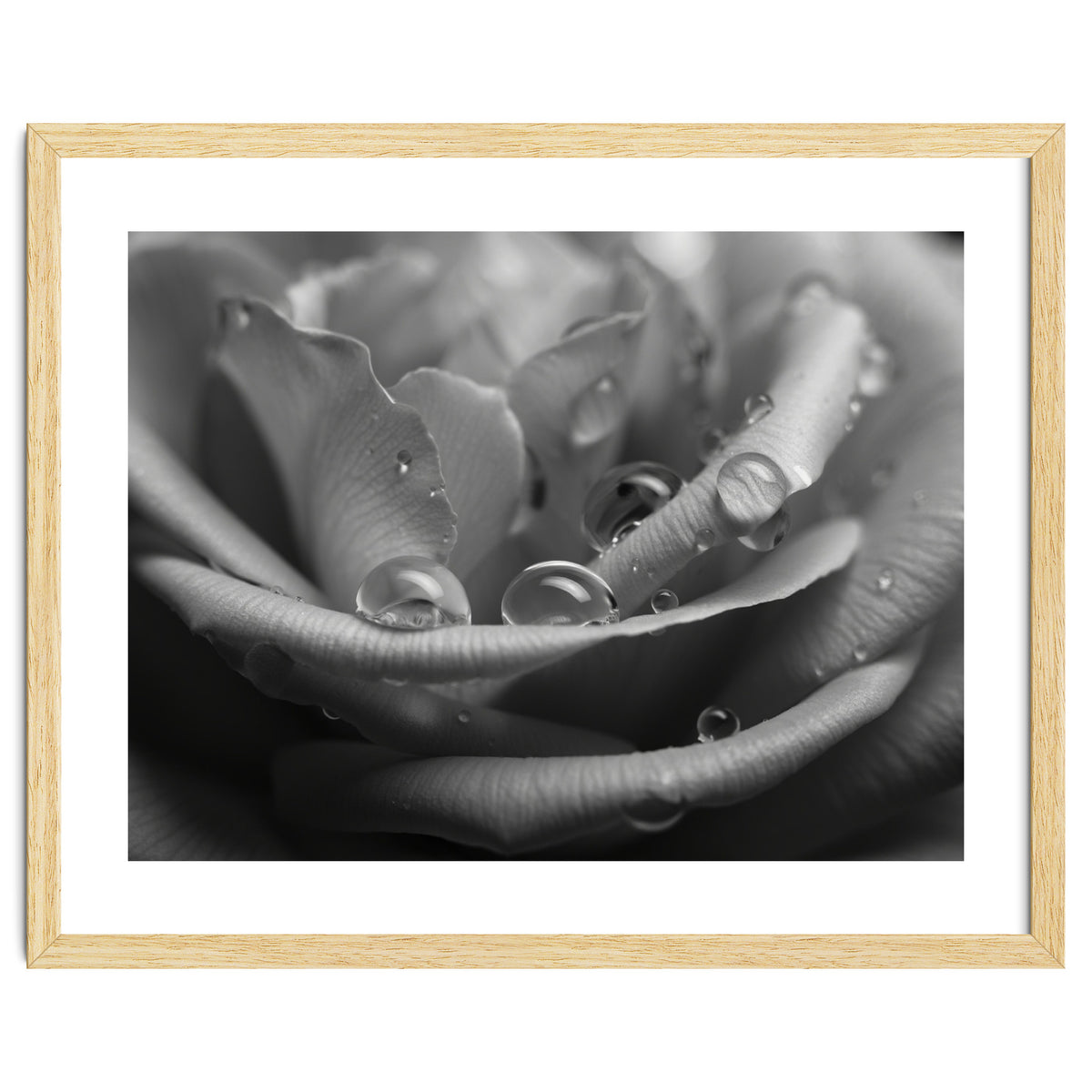 Ethereal Monochromatic Rose Petal Macro