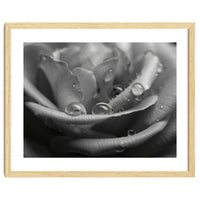 Ethereal Monochromatic Rose Petal Macro